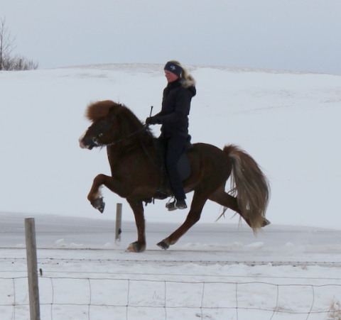 Elin and Hugur frá Ketilsstöðum